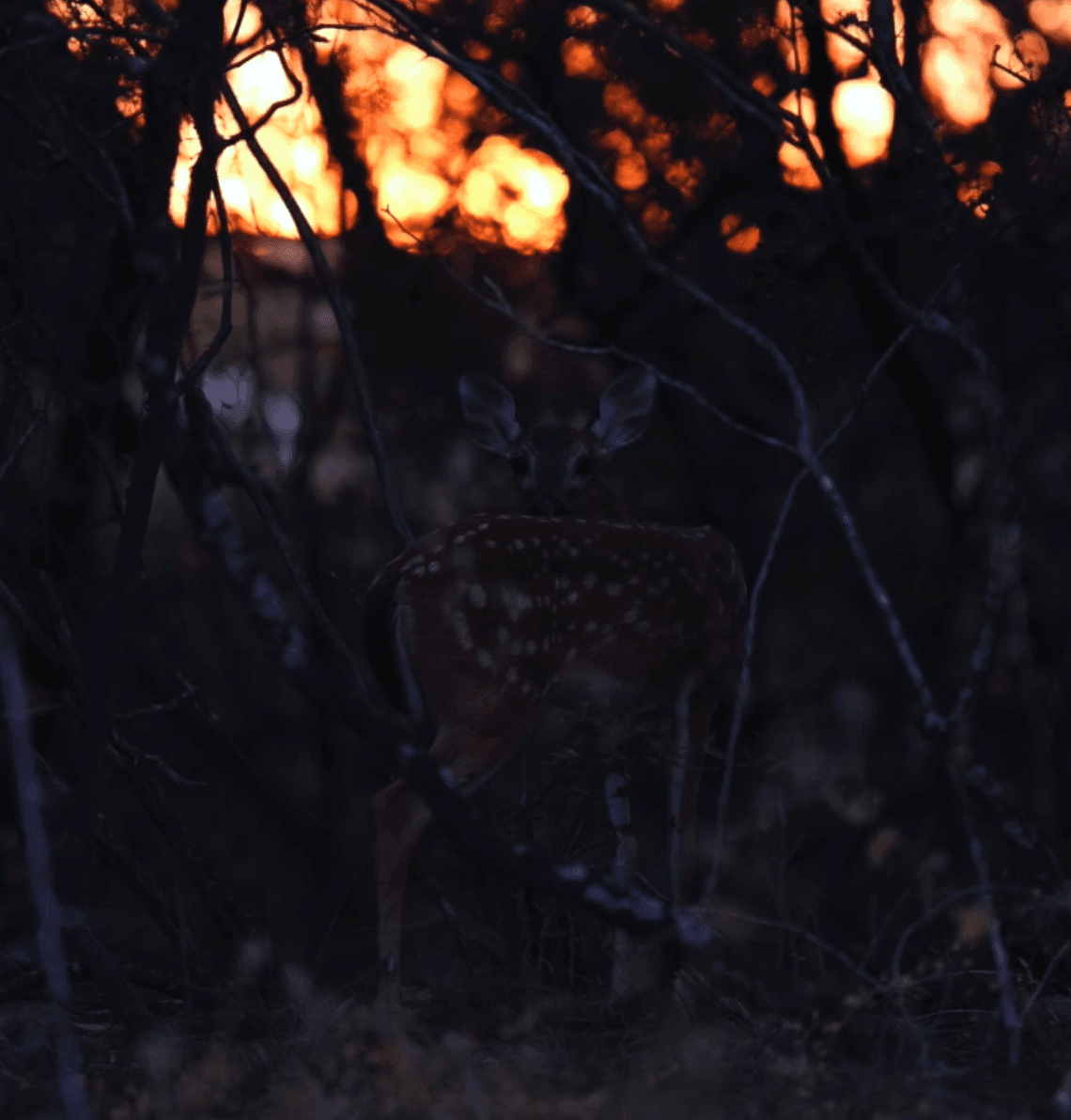 Photography 4